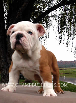 English bulldog puppies for sale